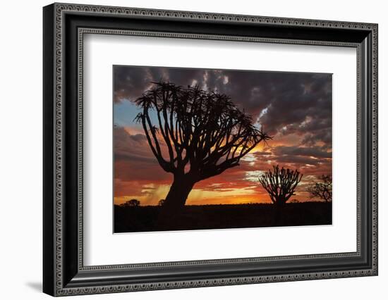 Kokerboom or Quiver Trees at sunset, Mesosaurus Fossil Camp, near Keetmanshoop, Namibia-David Wall-Framed Photographic Print