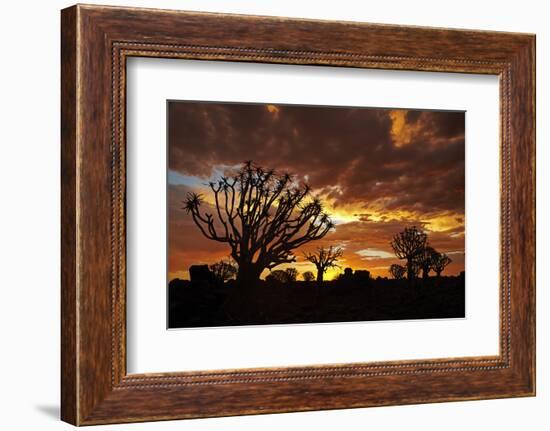 Kokerboom or Quiver Trees at sunset, Mesosaurus Fossil Camp, near Keetmanshoop, Namibia-David Wall-Framed Photographic Print