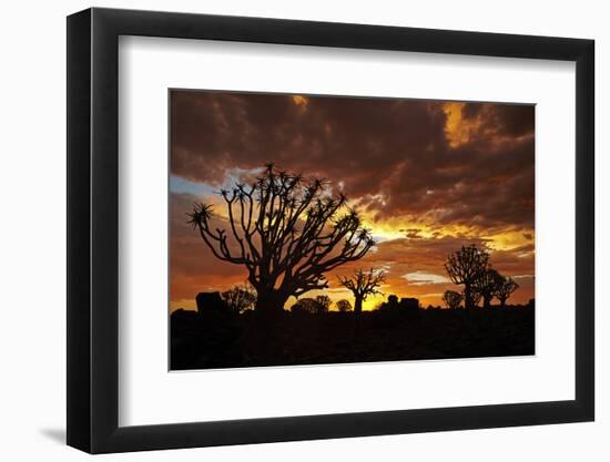 Kokerboom or Quiver Trees at sunset, Mesosaurus Fossil Camp, near Keetmanshoop, Namibia-David Wall-Framed Photographic Print