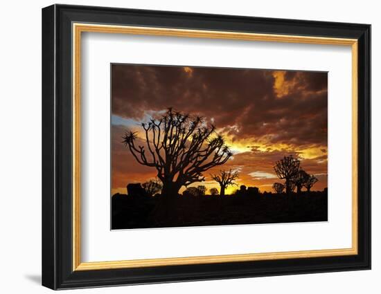 Kokerboom or Quiver Trees at sunset, Mesosaurus Fossil Camp, near Keetmanshoop, Namibia-David Wall-Framed Photographic Print