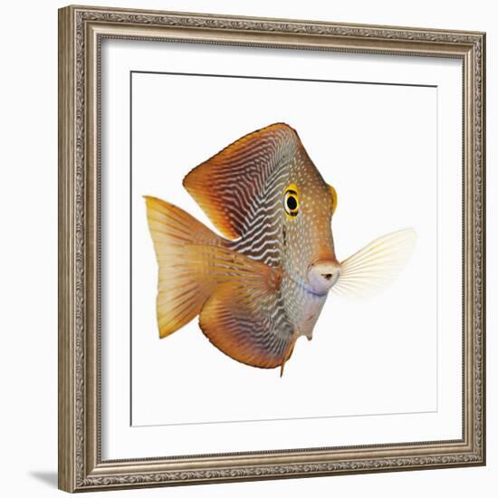 Kole tang-Martin Harvey-Framed Photographic Print