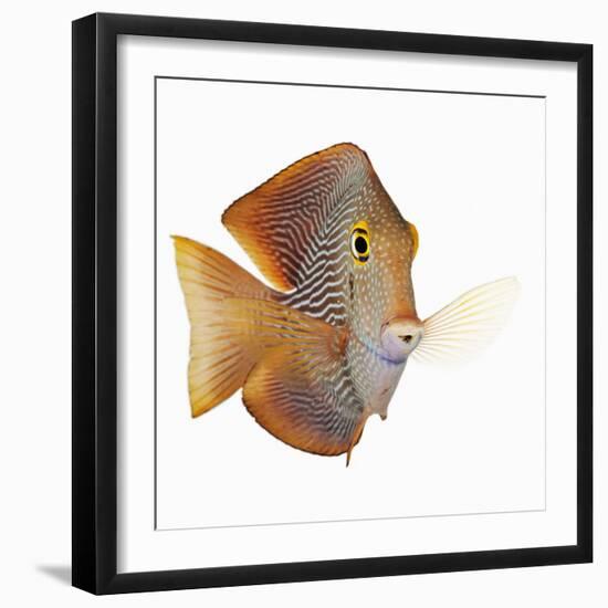 Kole tang-Martin Harvey-Framed Photographic Print