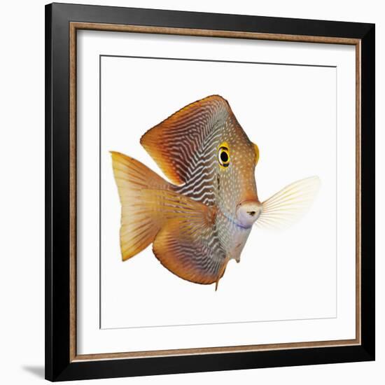 Kole tang-Martin Harvey-Framed Photographic Print