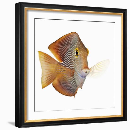 Kole tang-Martin Harvey-Framed Photographic Print