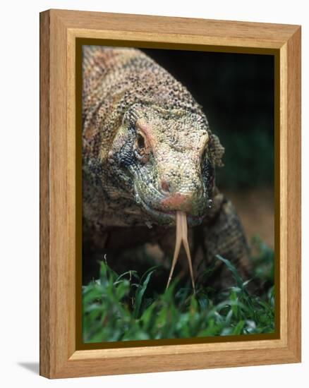 Komodo Dragon in Indonesia-Martin Harvey-Framed Premier Image Canvas