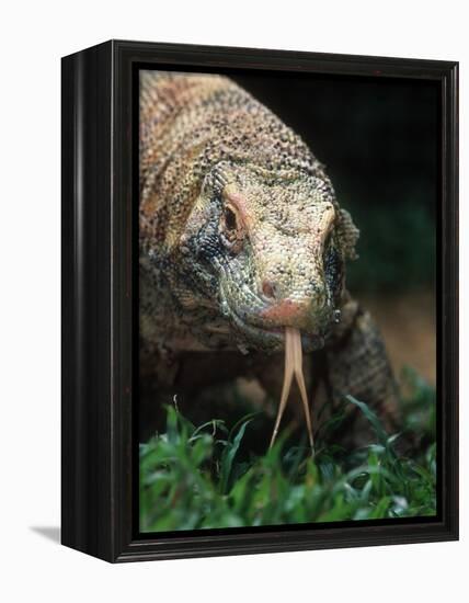Komodo Dragon in Indonesia-Martin Harvey-Framed Premier Image Canvas