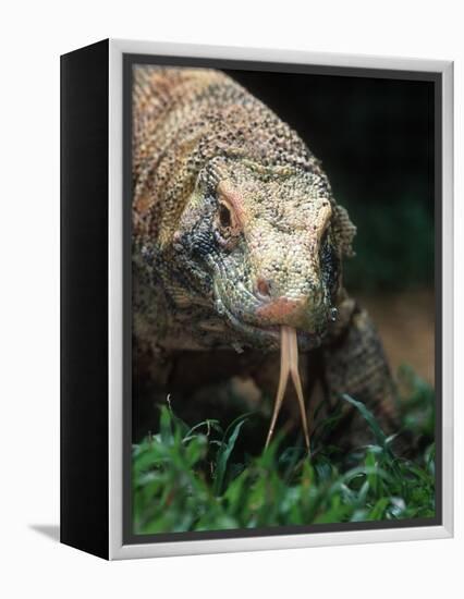 Komodo Dragon in Indonesia-Martin Harvey-Framed Premier Image Canvas