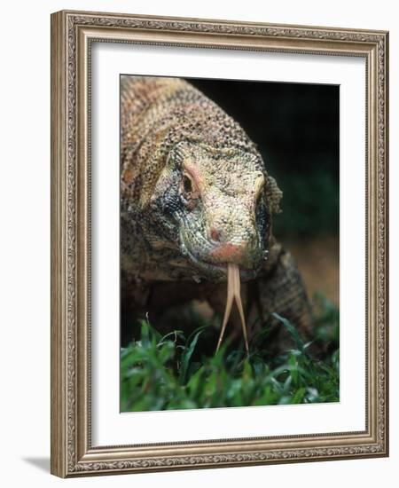 Komodo Dragon in Indonesia-Martin Harvey-Framed Photographic Print