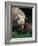 Komodo Dragon in Indonesia-Martin Harvey-Framed Photographic Print