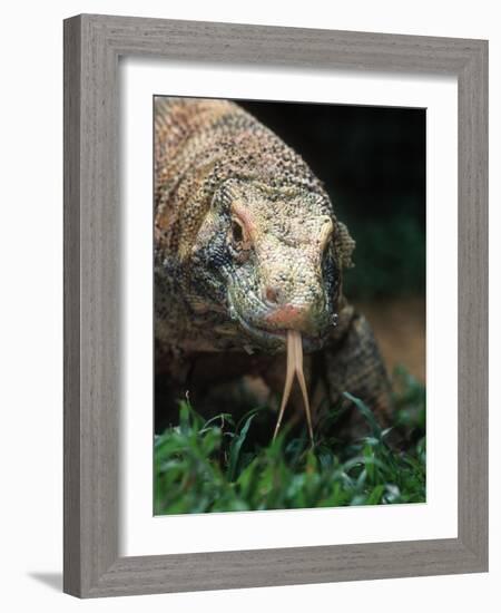 Komodo Dragon in Indonesia-Martin Harvey-Framed Photographic Print