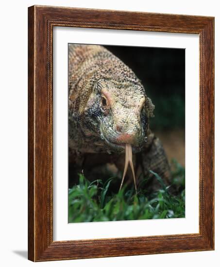 Komodo Dragon in Indonesia-Martin Harvey-Framed Photographic Print