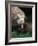 Komodo Dragon in Indonesia-Martin Harvey-Framed Photographic Print