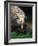 Komodo Dragon in Indonesia-Martin Harvey-Framed Photographic Print