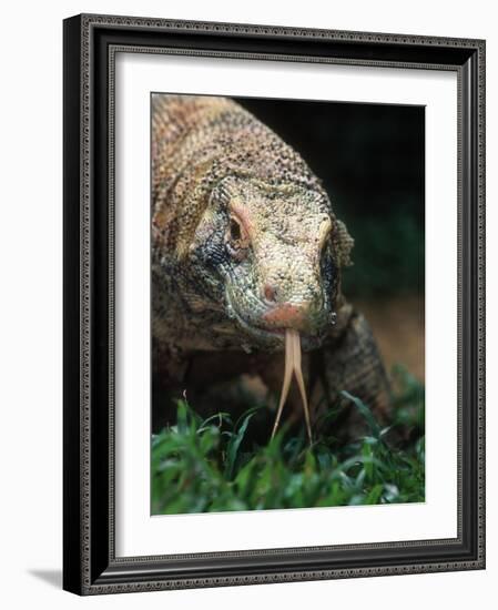 Komodo Dragon in Indonesia-Martin Harvey-Framed Photographic Print