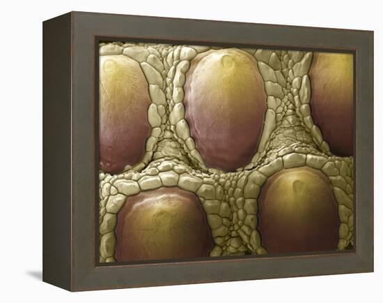 Komodo Dragon Skin, SEM-Steve Gschmeissner-Framed Premier Image Canvas