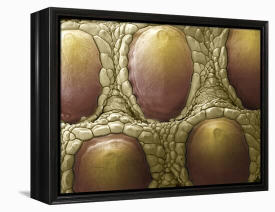 Komodo Dragon Skin, SEM-Steve Gschmeissner-Framed Premier Image Canvas