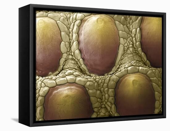 Komodo Dragon Skin, SEM-Steve Gschmeissner-Framed Premier Image Canvas