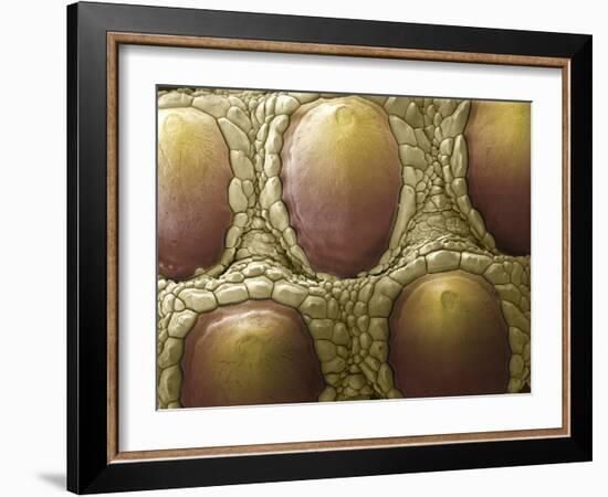 Komodo Dragon Skin, SEM-Steve Gschmeissner-Framed Photographic Print