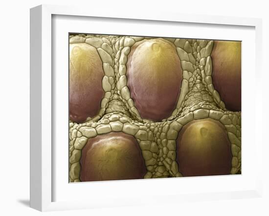 Komodo Dragon Skin, SEM-Steve Gschmeissner-Framed Photographic Print