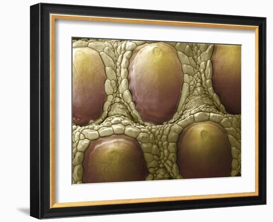 Komodo Dragon Skin, SEM-Steve Gschmeissner-Framed Photographic Print