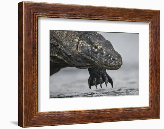 Komodo Dragon (Varanus Komodoensis) Close Up, Komodo National Park, Indonesia-Pedro Narra-Framed Photographic Print