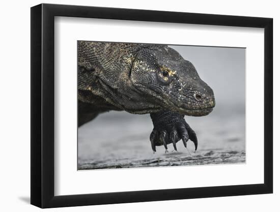 Komodo Dragon (Varanus Komodoensis) Close Up, Komodo National Park, Indonesia-Pedro Narra-Framed Photographic Print