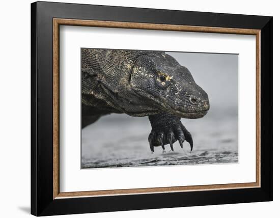 Komodo Dragon (Varanus Komodoensis) Close Up, Komodo National Park, Indonesia-Pedro Narra-Framed Photographic Print