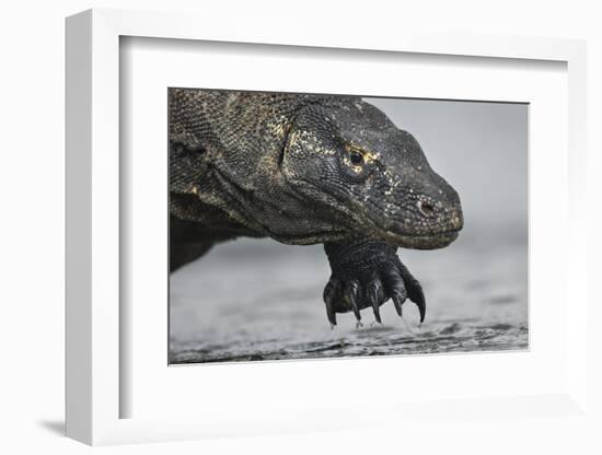 Komodo Dragon (Varanus Komodoensis) Close Up, Komodo National Park, Indonesia-Pedro Narra-Framed Photographic Print