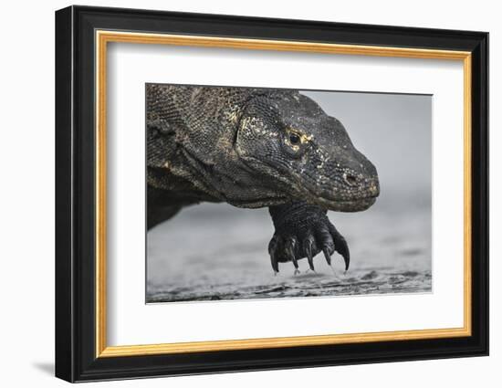 Komodo Dragon (Varanus Komodoensis) Close Up, Komodo National Park, Indonesia-Pedro Narra-Framed Photographic Print