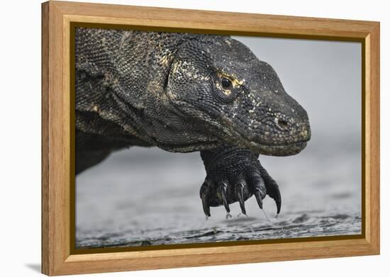 Komodo Dragon (Varanus Komodoensis) Close Up, Komodo National Park, Indonesia-Pedro Narra-Framed Premier Image Canvas