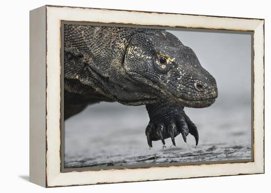 Komodo Dragon (Varanus Komodoensis) Close Up, Komodo National Park, Indonesia-Pedro Narra-Framed Premier Image Canvas