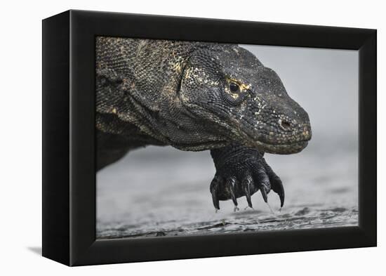 Komodo Dragon (Varanus Komodoensis) Close Up, Komodo National Park, Indonesia-Pedro Narra-Framed Premier Image Canvas