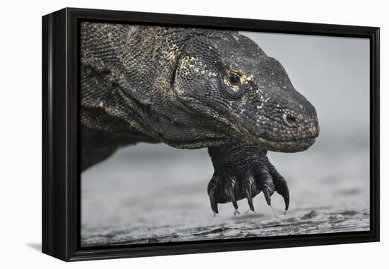 Komodo Dragon (Varanus Komodoensis) Close Up, Komodo National Park, Indonesia-Pedro Narra-Framed Premier Image Canvas