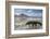 Komodo Dragon (Varanus Komodoensis) Walking with Tongue Extended on Beach-Mark Macewen-Framed Photographic Print