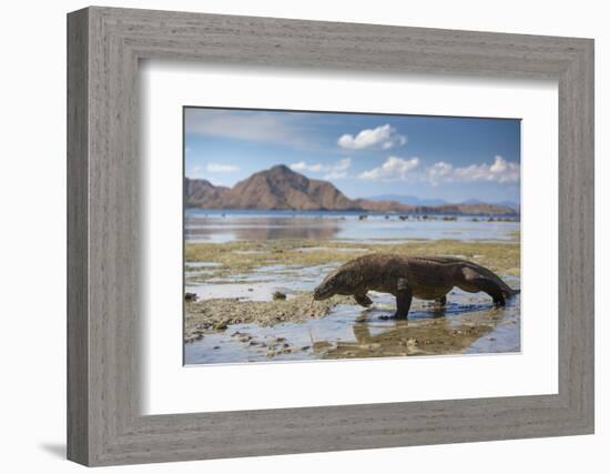 Komodo Dragon (Varanus Komodoensis) Walking with Tongue Extended on Beach-Mark Macewen-Framed Photographic Print