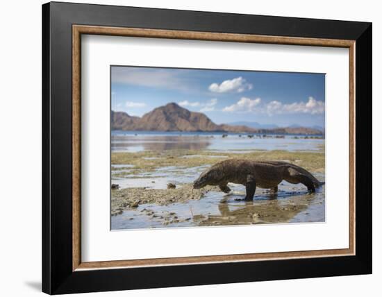 Komodo Dragon (Varanus Komodoensis) Walking with Tongue Extended on Beach-Mark Macewen-Framed Photographic Print