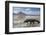 Komodo Dragon (Varanus Komodoensis) Walking with Tongue Extended on Beach-Mark Macewen-Framed Photographic Print