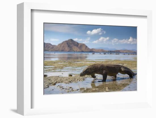 Komodo Dragon (Varanus Komodoensis) Walking with Tongue Extended on Beach-Mark Macewen-Framed Photographic Print