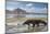 Komodo Dragon (Varanus Komodoensis) Walking with Tongue Extended on Beach-Mark Macewen-Mounted Photographic Print