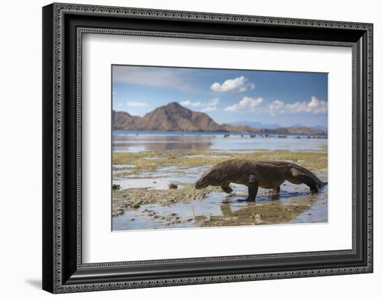 Komodo Dragon (Varanus Komodoensis) Walking with Tongue Extended on Beach-Mark Macewen-Framed Photographic Print