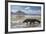 Komodo Dragon (Varanus Komodoensis) Walking with Tongue Extended on Beach-Mark Macewen-Framed Photographic Print