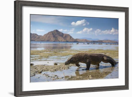 Komodo Dragon (Varanus Komodoensis) Walking with Tongue Extended on Beach-Mark Macewen-Framed Photographic Print