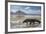 Komodo Dragon (Varanus Komodoensis) Walking with Tongue Extended on Beach-Mark Macewen-Framed Photographic Print