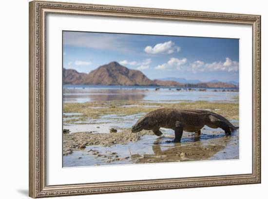 Komodo Dragon (Varanus Komodoensis) Walking with Tongue Extended on Beach-Mark Macewen-Framed Photographic Print