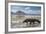 Komodo Dragon (Varanus Komodoensis) Walking with Tongue Extended on Beach-Mark Macewen-Framed Photographic Print