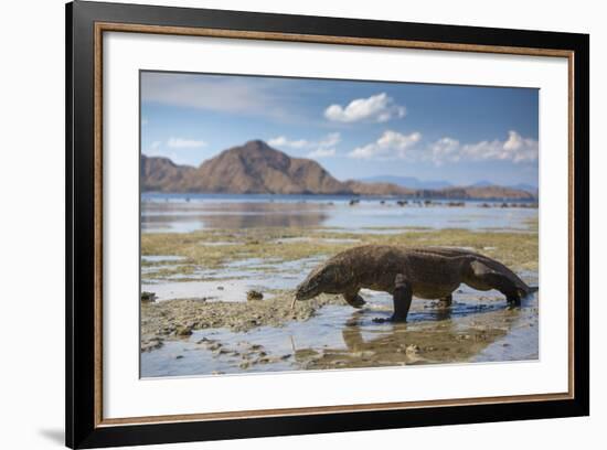 Komodo Dragon (Varanus Komodoensis) Walking with Tongue Extended on Beach-Mark Macewen-Framed Photographic Print