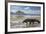 Komodo Dragon (Varanus Komodoensis) Walking with Tongue Extended on Beach-Mark Macewen-Framed Photographic Print