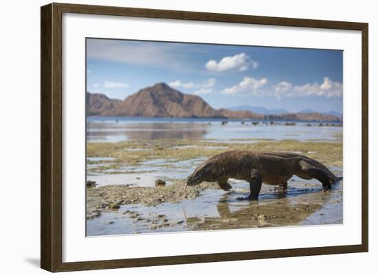 Komodo Dragon (Varanus Komodoensis) Walking with Tongue Extended on Beach-Mark Macewen-Framed Photographic Print