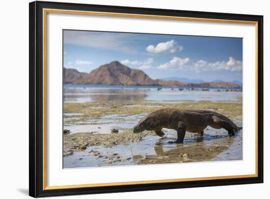 Komodo Dragon (Varanus Komodoensis) Walking with Tongue Extended on Beach-Mark Macewen-Framed Photographic Print