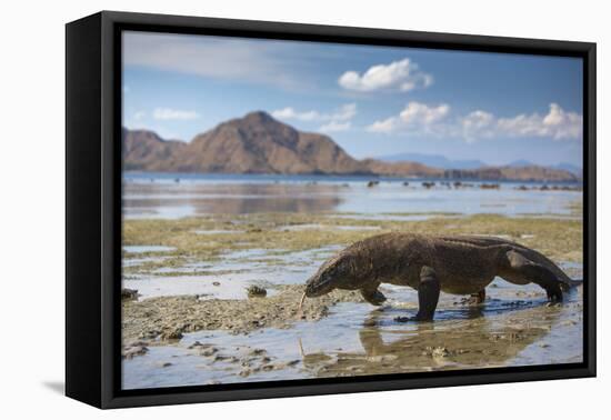 Komodo Dragon (Varanus Komodoensis) Walking with Tongue Extended on Beach-Mark Macewen-Framed Premier Image Canvas